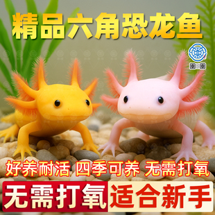 六角恐龙鱼冷水鱼观赏鱼蝾螈美西螈活体六角龙淡水好养易活宠物鱼