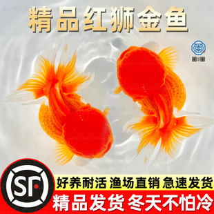 红狮金鱼国师鱼冷水鱼金鱼活鱼淡水锦鲤活体好养耐活不加温观赏鱼