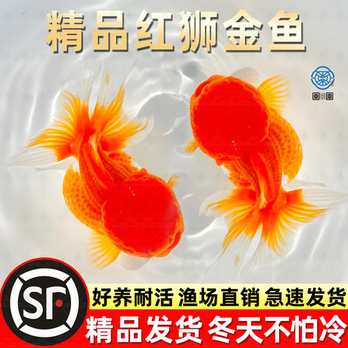 红狮金鱼国师鱼冷水鱼金鱼活鱼淡水锦鲤活体好养耐活不加温观赏鱼