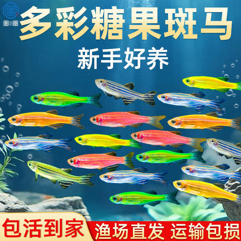 热带斑马鱼观赏鱼灯科鱼草缸活体小型淡水孔雀鱼红绿灯鱼红绿灯鱼,宠物/宠物食品及用品,鱼,淘宝优惠券,粉丝福利购,淘宝优惠卷