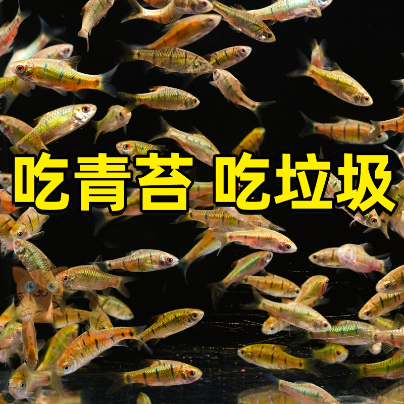 中国斗鱼伴侣条纹小鲃活体吃青苔耐寒冷水原生鱼溪流鱼群游观赏鱼
