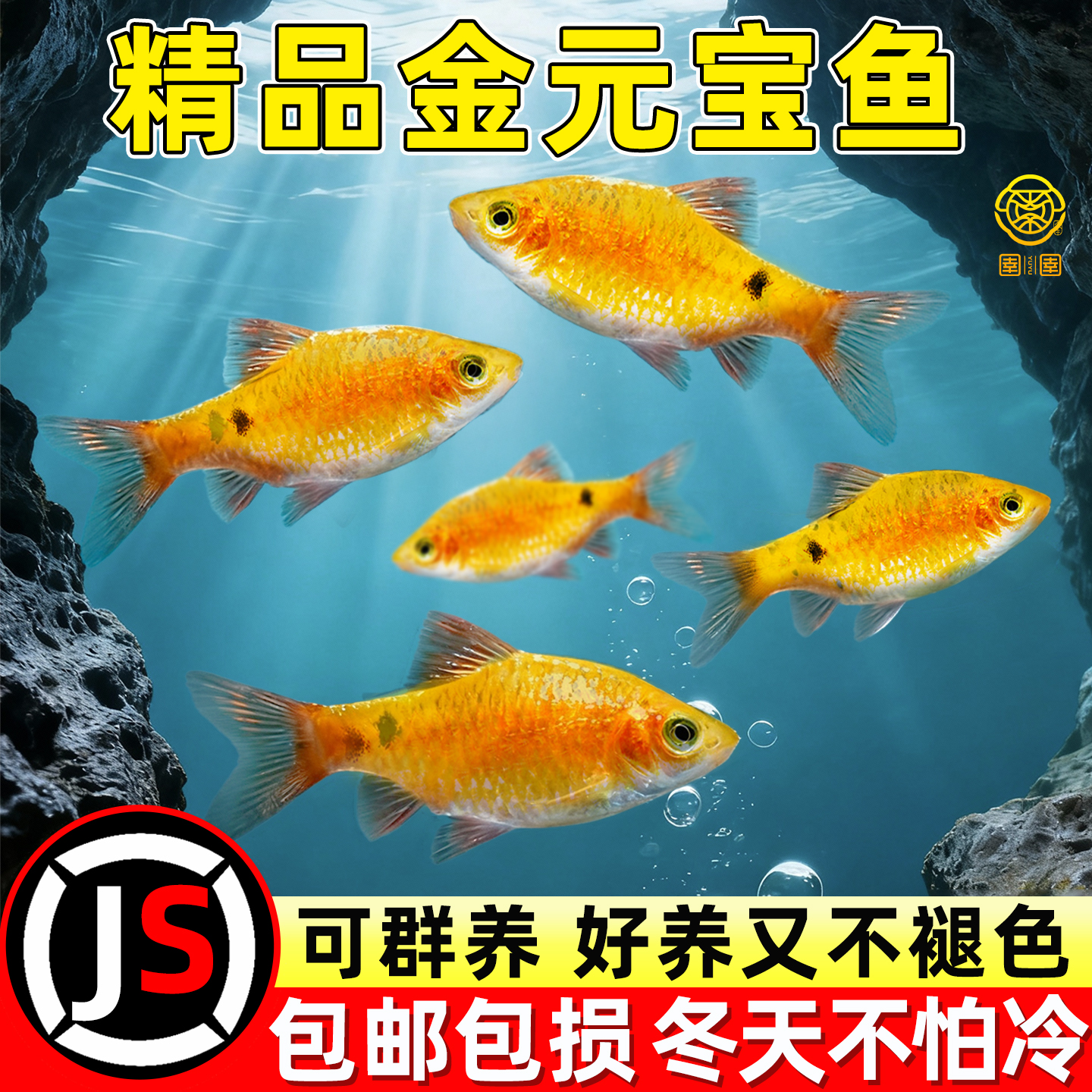 金元宝鱼玫瑰鲫鱼冷水观赏鱼闯缸新手混养淡水宠物小型鱼草缸鱼苗