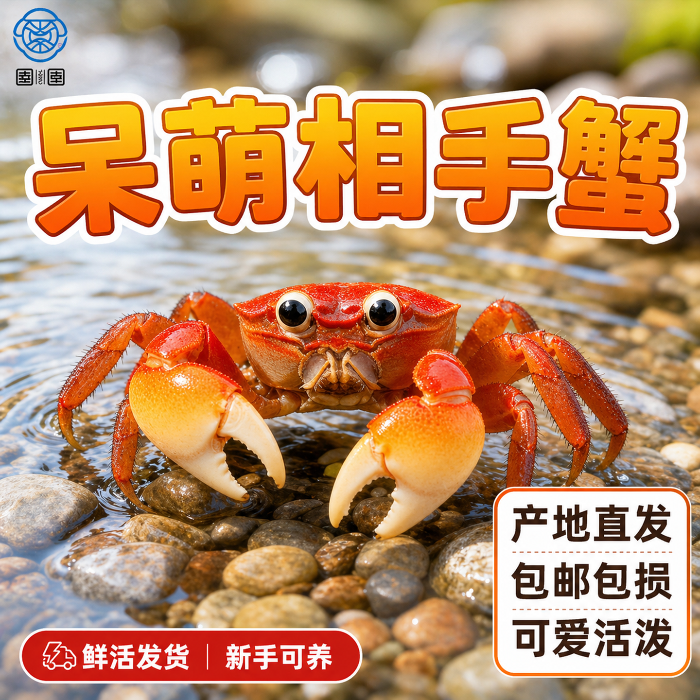 相手蟹观赏蟹活体桌面爬宠淡水螃蟹水果蟹相守蟹水族清洁工宠物蟹