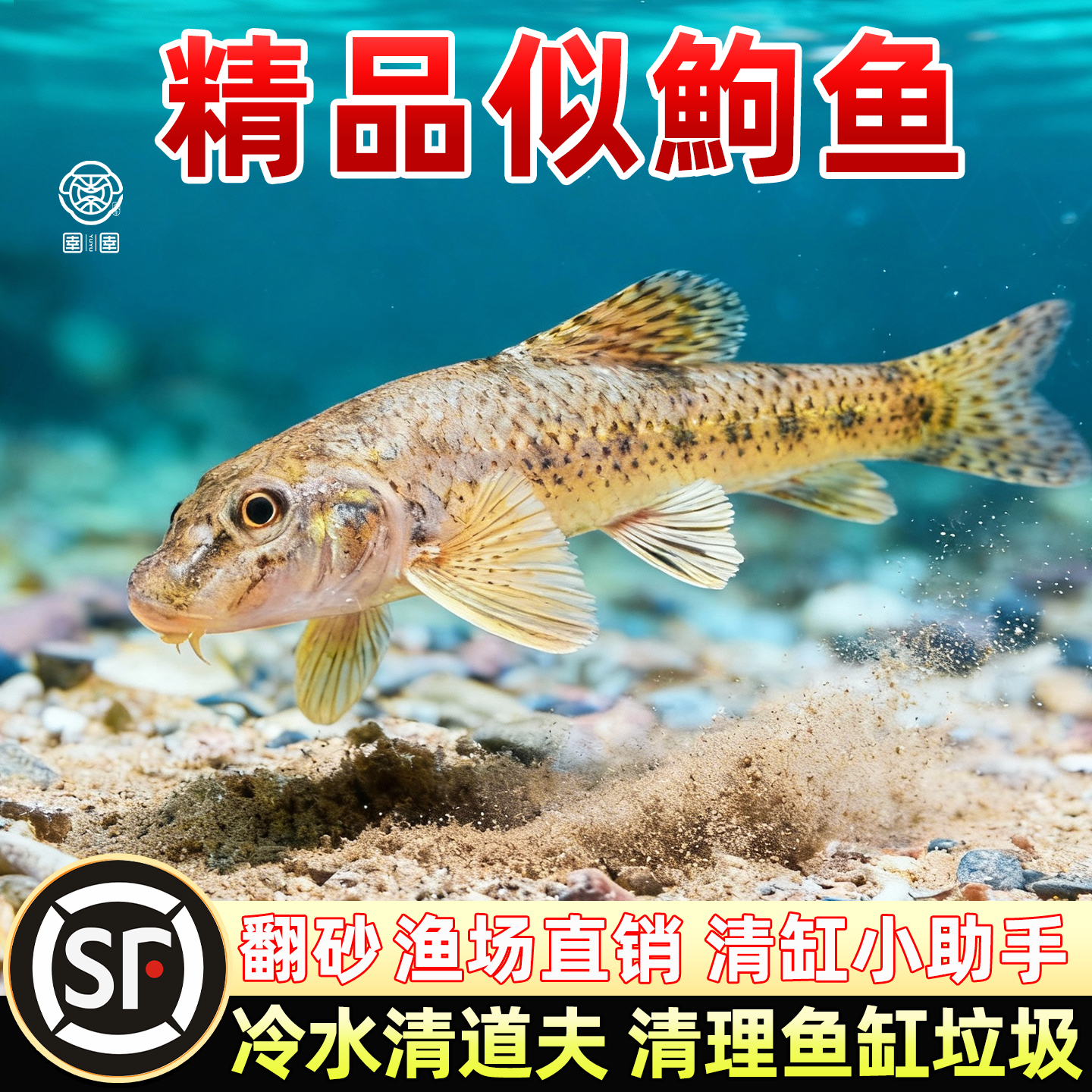 似鮈鱼苗翻沙鱼原生冷水淡水观赏鱼鼠鱼除藻清洁工具鱼养殖场好养