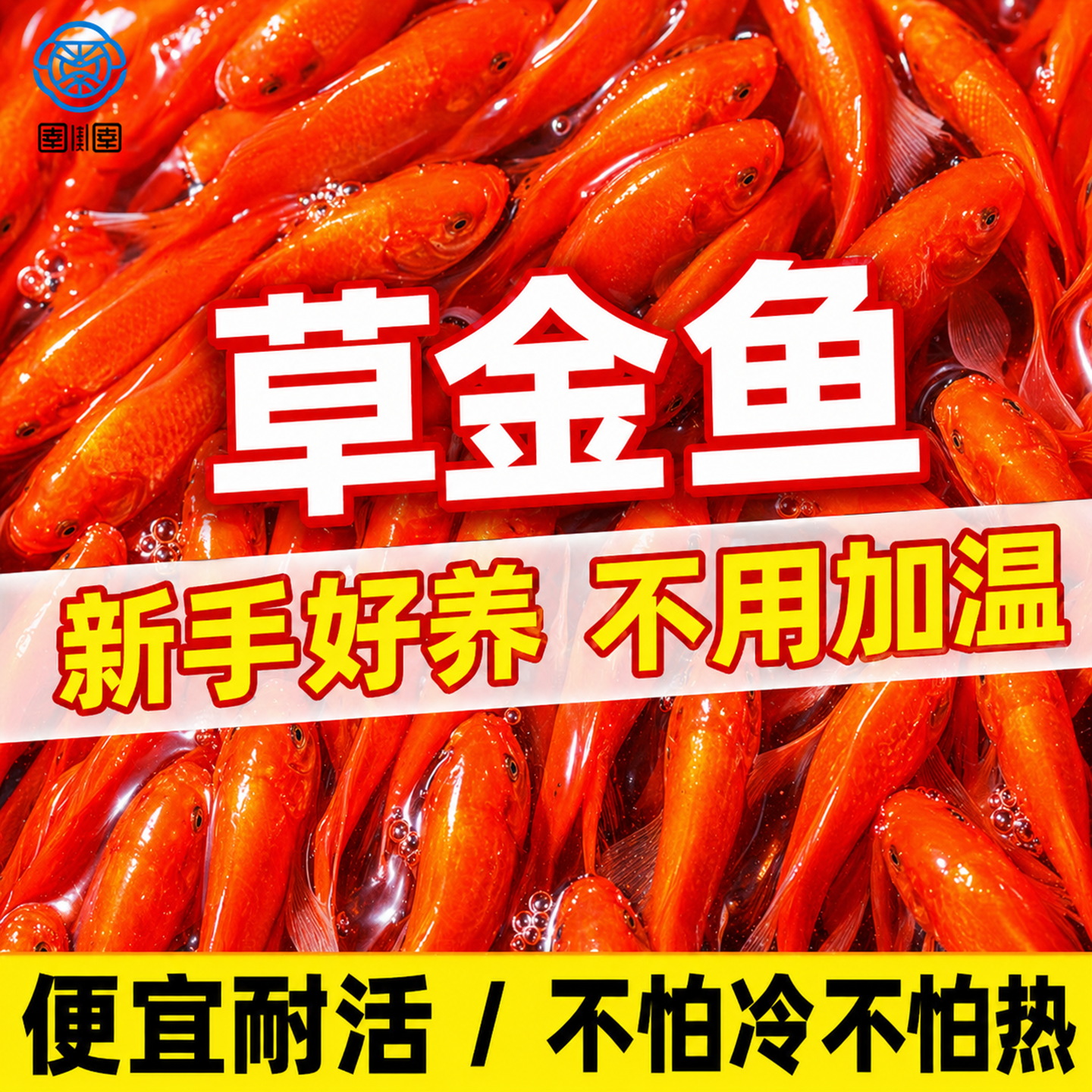 金鱼活鱼草金鱼不用打氧好养耐活小鱼自来水可养活体锦鲤小金鱼苗