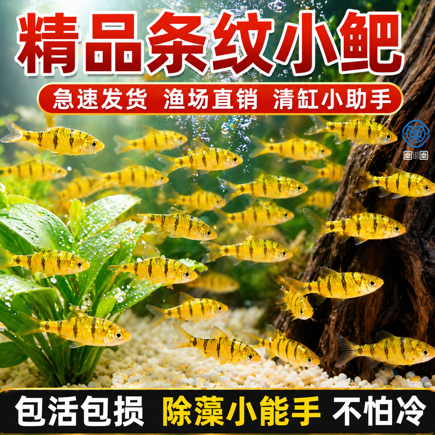 小鲃鱼中国斗鱼伴侣条纹小鲃原生鱼冷水淡水小鱼苗耐寒群游观赏鱼