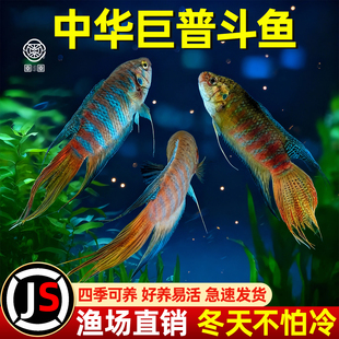 中国斗鱼巨普活体活鱼好养耐活菩萨鱼小型冷水谈水普叉斗鱼观赏鱼
