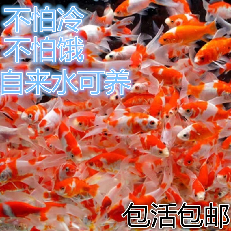 草金鱼活鱼观赏鱼苗小型淡水冷水好养易耐活锦鲤鱼苗小金鱼红草金