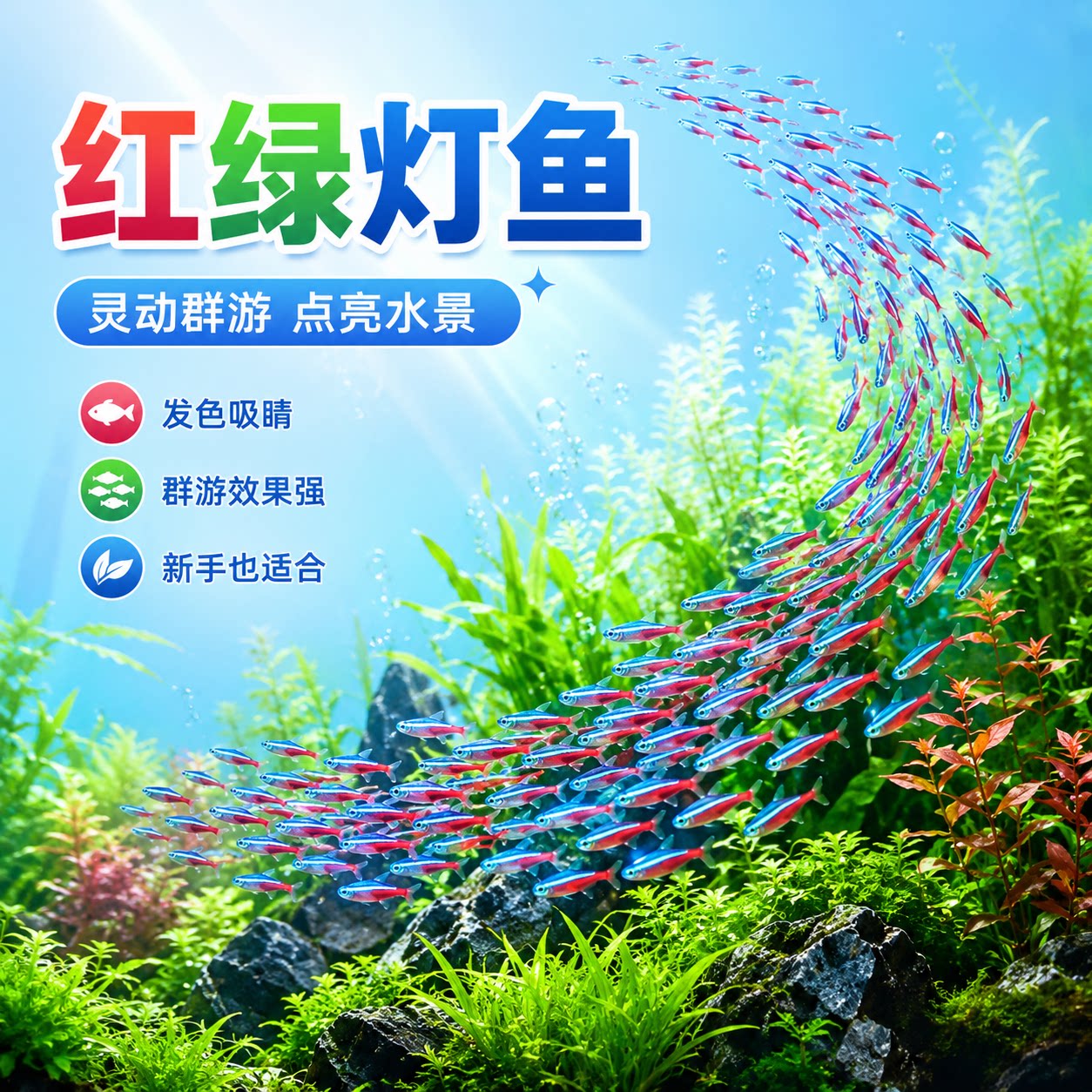 红绿灯鱼灯笼鱼宝莲灯小型灯科鱼水草缸群游淡水鱼热带鱼观赏鱼