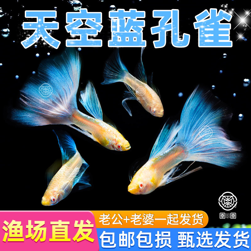 天空蓝孔雀鱼观赏鱼精品纯种小型活体热带凤尾鱼淡水好养耐活小鱼