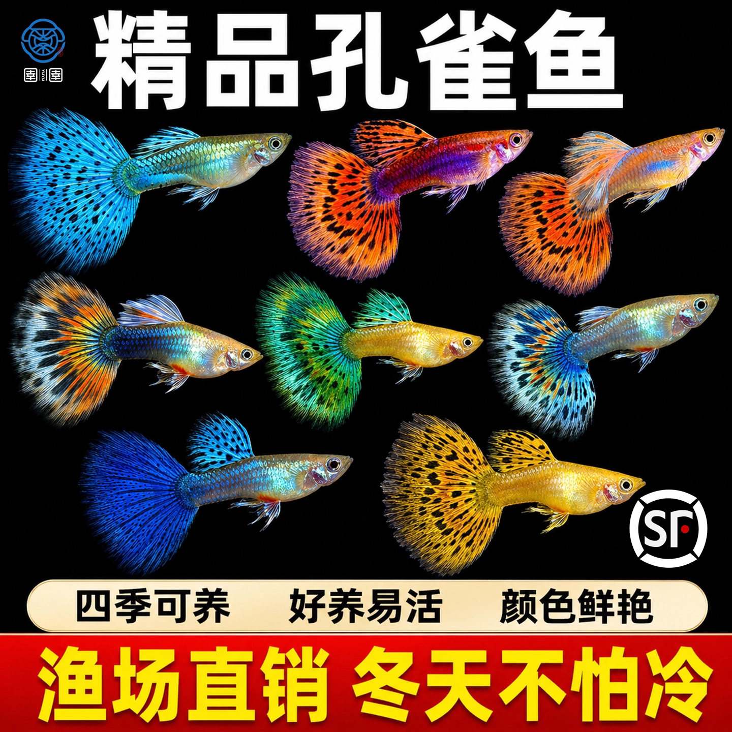 孔雀鱼观赏鱼活体金鱼热带小型淡水马凤尾鱼好养耐活易繁殖斑鱼苗