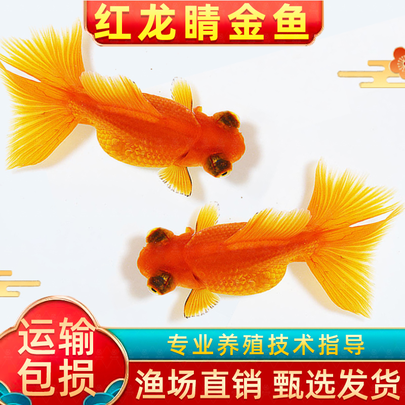 龙睛金鱼活鱼红龙睛国粹观赏鱼新手好养易耐活冷水淡水鱼锦鲤鱼苗