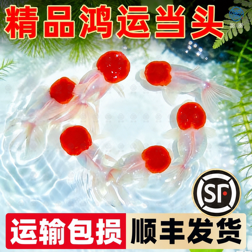 鸿运当头鱼金鱼活鱼观赏鱼鹤顶红狮子头丹顶冷水鱼淡水好养耐活鱼