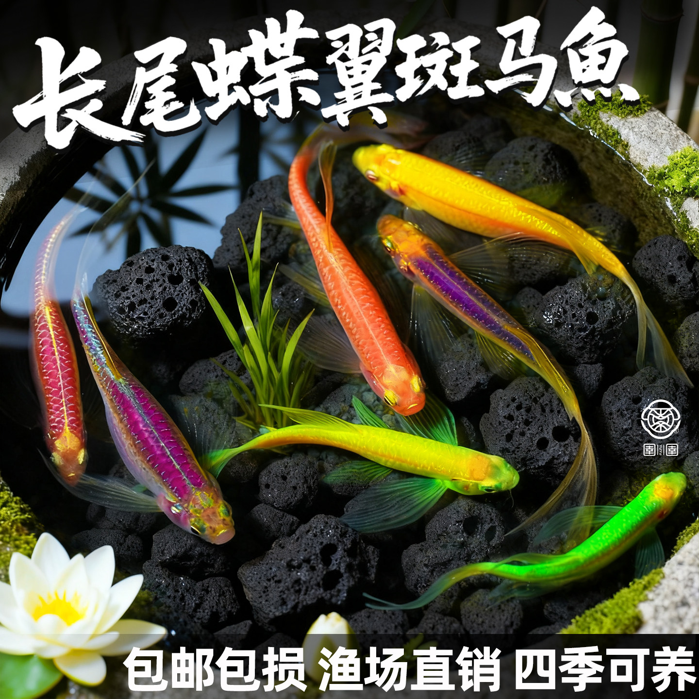 蝶翼斑马鱼长尾长鳍大帆翡翠绿观赏鱼龙凤冷水小型淡水好养小活鱼