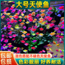 天使鱼观赏鱼群游大号彩裙鱼小型热带鱼淡水好养耐活五彩斑马孔雀