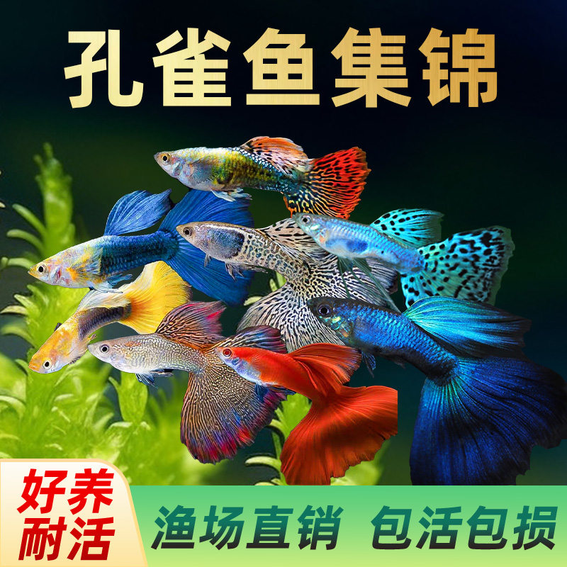 孔雀热带观赏鱼苗淡水冷水小型小鱼好养耐活耐养金鱼凤尾斑马活鱼