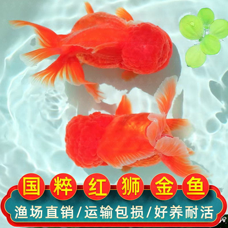 红狮金鱼国师鱼冷水鱼金鱼活鱼淡水锦鲤活体好养耐活不加温观赏鱼