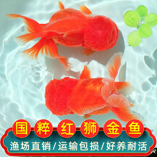 红狮金鱼国师鱼冷水鱼金鱼活鱼淡水锦鲤活体好养耐活不加温观赏鱼
