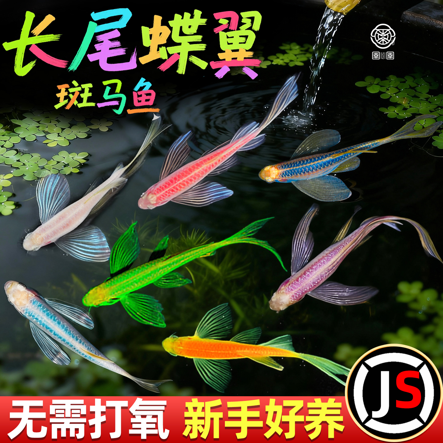 蝶翼斑马鱼长尾长鳍大帆翡翠绿观赏鱼龙凤冷水小型淡水好养小活鱼