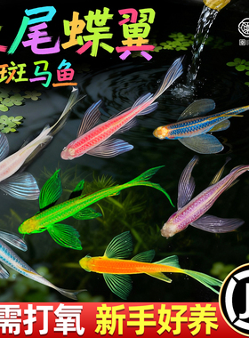 蝶翼斑马鱼长尾长鳍大帆翡翠绿观赏鱼龙凤冷水小型淡水好养小活鱼