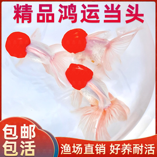 鸿运当头鱼金鱼活鱼观赏鱼鹤顶红狮子头丹顶冷水鱼淡水好养耐活鱼