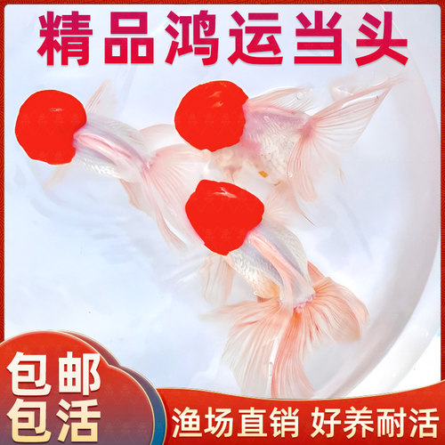 鸿运当头鱼金鱼活鱼观赏鱼鹤顶红狮子头丹顶冷水鱼淡水好养耐活鱼