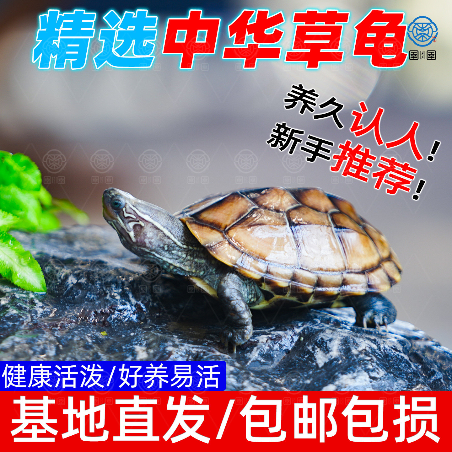 中华草龟观赏龟活物外塘精品草龟包活长寿龟墨龟金线龟宠物小乌龟,宠物/宠物食品及用品,龟/鳖,淘宝优惠券,粉丝福利购,淘宝优惠卷
