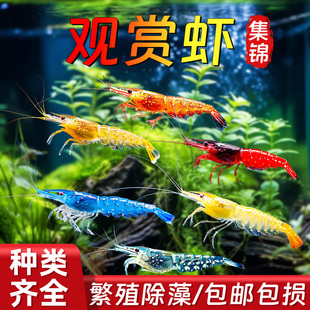 观赏虾淡水活体宠物草缸黑米水晶虾樱花极火米虾大和除藻工具虾