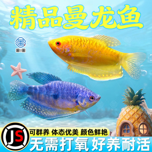 曼龙鱼热带观赏鱼黄曼龙蓝曼龙五彩血丽丽珍珠马甲球活小型淡水鱼