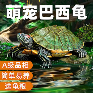 巴西龟情侣龟乌龟活物家养观赏宠物龟金钱龟黄金龟红耳小水龟乌龟