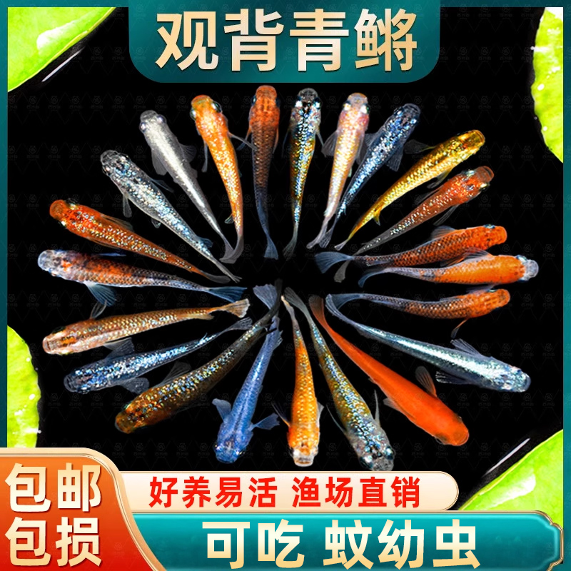 观背青鳉观赏鱼食蚊鱼冷水鱼苗魔法鱼小型淡水活鱼不打氧好养活体