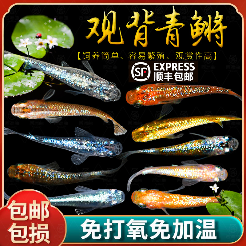 观背青鳉观赏鱼冷水鱼苗魔法鱼小型锦鲤金鱼淡水鱼不打氧好养活体