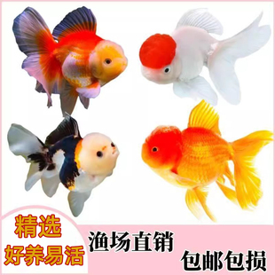 金鱼活体观赏鱼小型冷水鱼好养耐活淡水宠物鱼不加温红顶红狮鱼苗