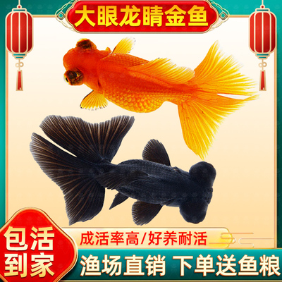 金鱼活体观赏鱼活体小金鱼冷水鱼黑龙睛红龙睛金鱼苗小中大型金鱼