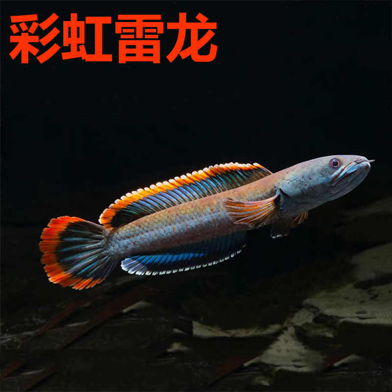 南鳢雷龙鱼观赏鱼冷水鱼红尾龙鱼凶猛七彩雷龙淡水活体彩虹雷龙鱼