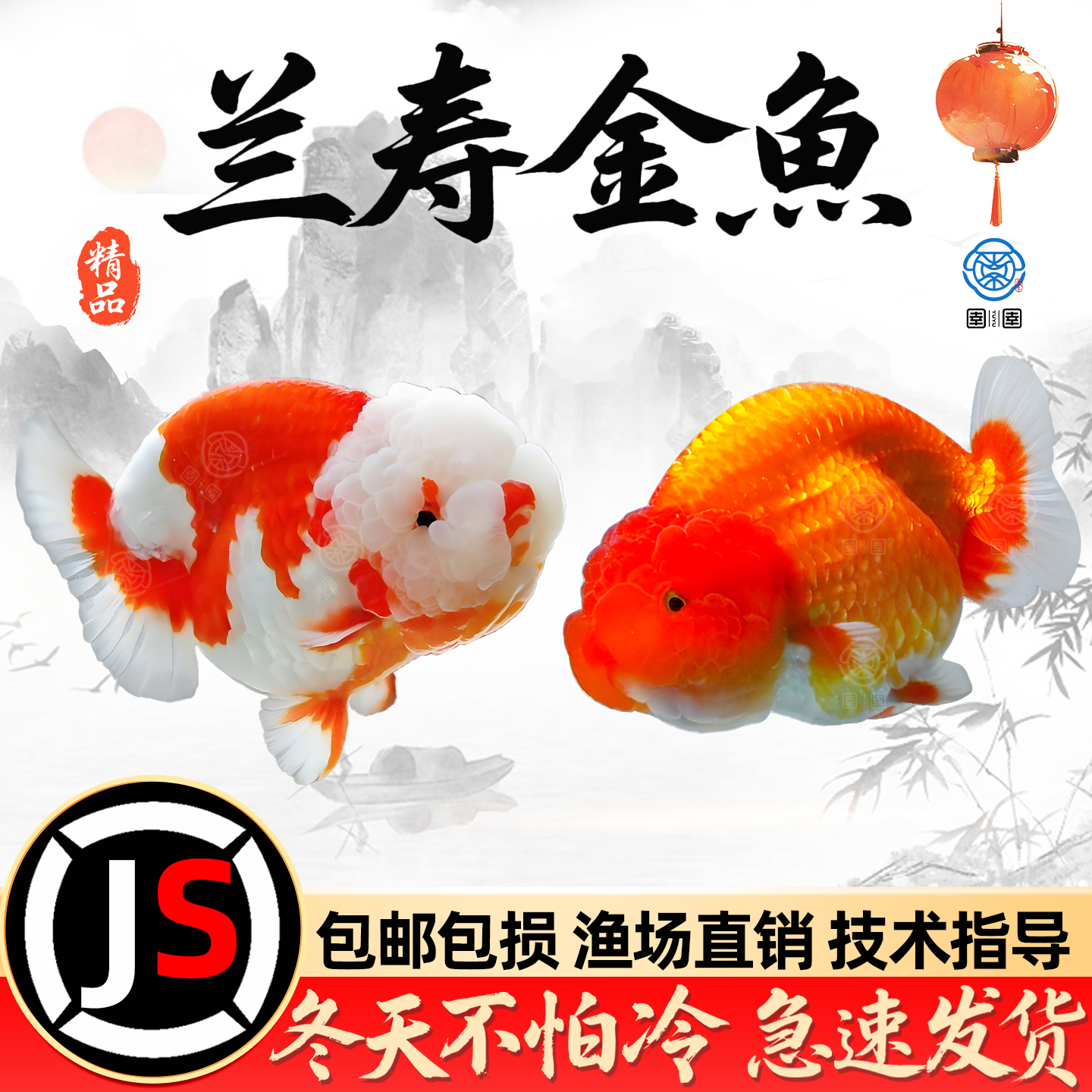 精品兰寿金鱼活鱼观赏鱼国粹蛋种泰狮金鱼小型淡水冷水鱼好养耐活