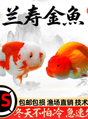 精品兰寿金鱼活鱼观赏鱼国粹蛋种泰狮金鱼小型淡水冷水鱼好养耐活