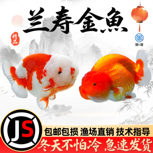 精品兰寿金鱼活鱼观赏鱼国粹蛋种泰狮金鱼小型淡水冷水鱼好养耐活