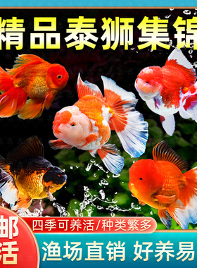 泰狮金鱼活鱼兰寿百褶泰狮观赏鱼好养耐活淡水冷水苗金鱼草金鱼苗