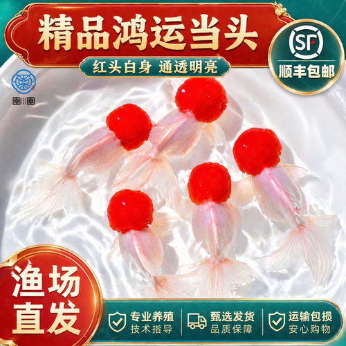 鸿运当头鱼金鱼活鱼观赏鱼鹤顶红狮子头丹顶冷水鱼淡水好养耐活鱼
