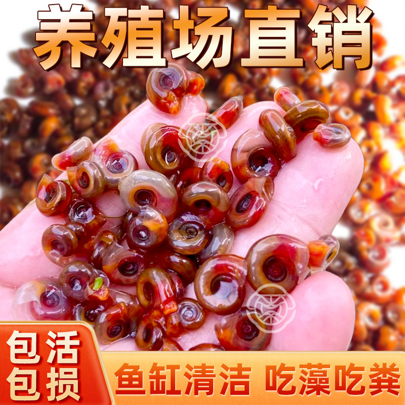 苹果螺除藻螺迷你观赏螺蜗牛工具螺水草缸除苔清理残食清洁螺,宠物/宠物食品及用品,螺,淘宝优惠券,粉丝福利购,淘宝优惠卷