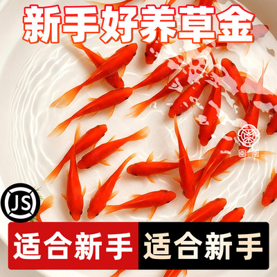 草金鱼活鱼锦鲤鱼苗观赏鱼淡水鱼冷水鱼小型耐活活体小金鱼红草金
