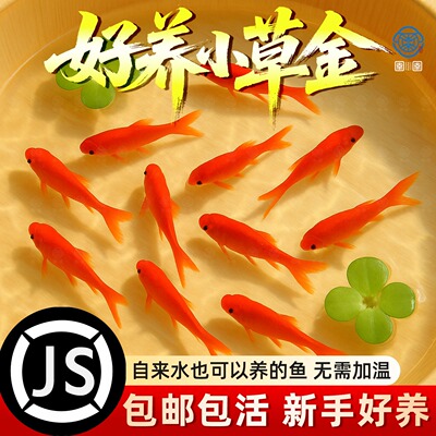 草金鱼活鱼锦鲤鱼苗观赏鱼淡水鱼红草金冷水鱼小型耐活活体小金鱼