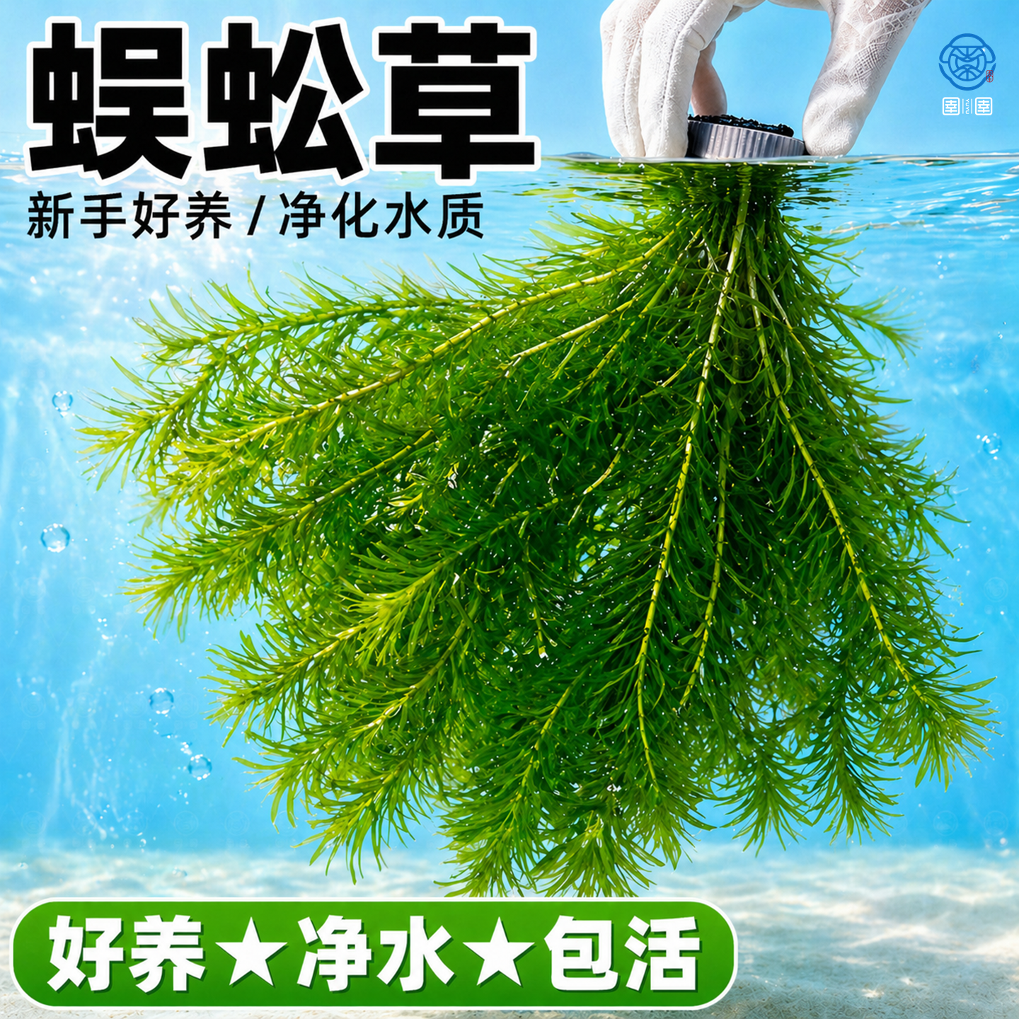 蜈蚣草水草植物养龟鱼缸造景鱼草缸净水绿植新手养鱼绿菊后景草