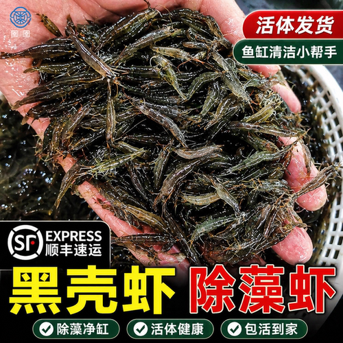 顺丰黑壳虾除藻观赏虾活虾淡水活体饲料草缸清洁好养造景缸工具虾