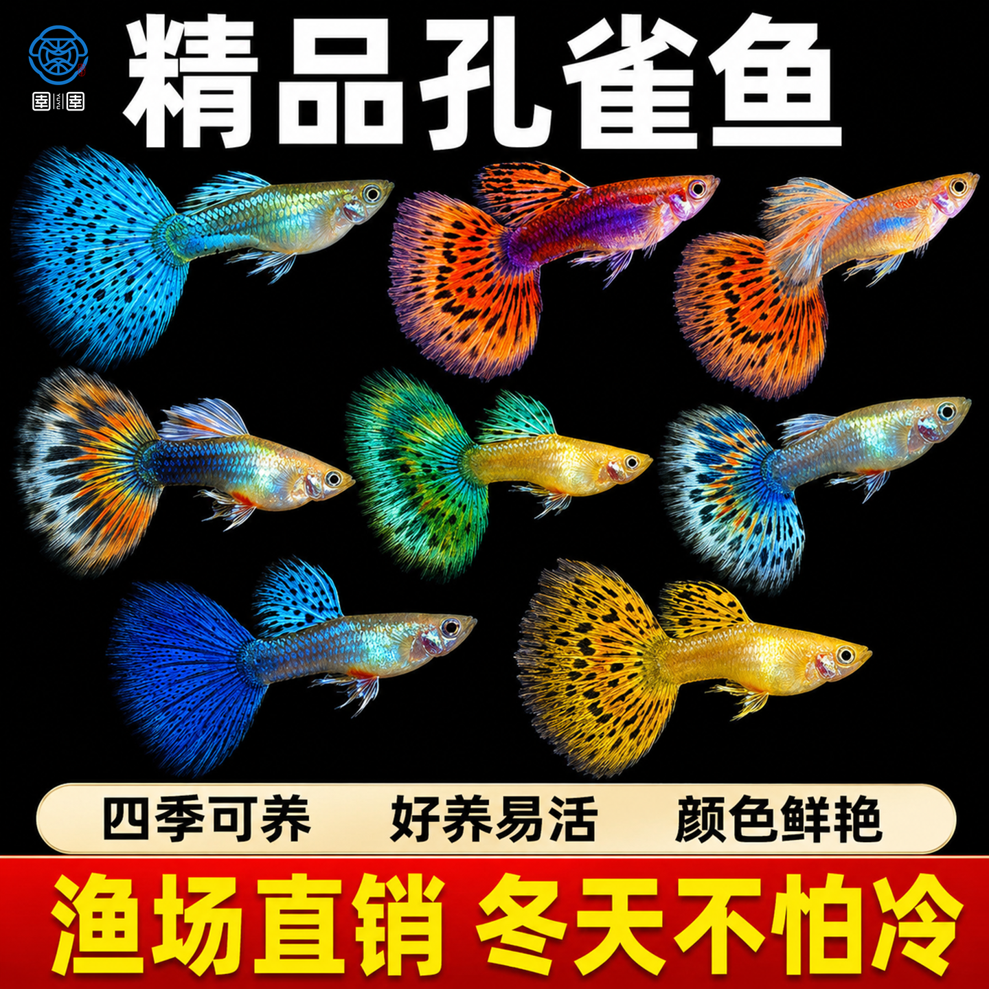 孔雀鱼观赏鱼活体金鱼热带小型淡水马凤尾鱼好养耐活易繁殖斑鱼苗
