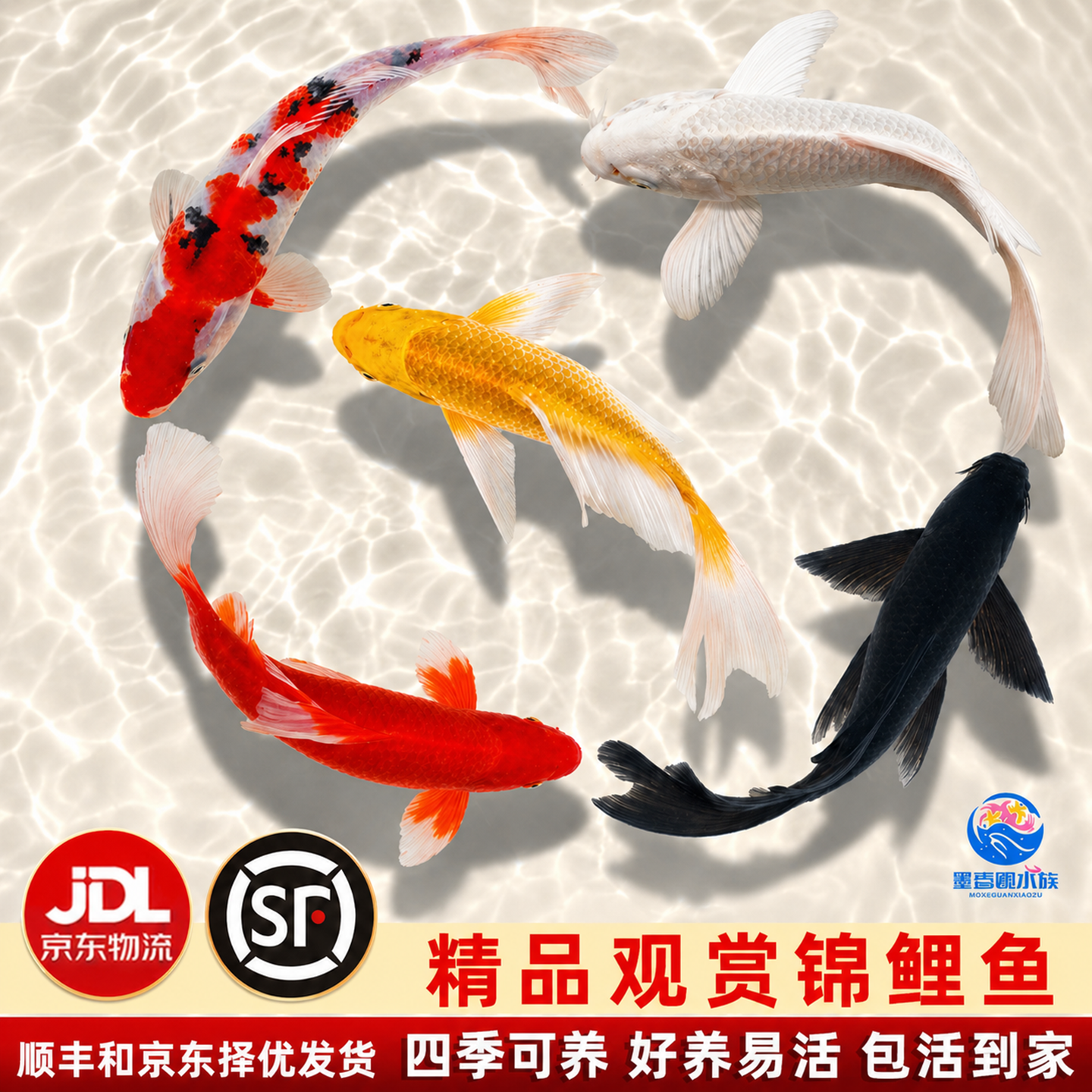 顺丰锦鲤鱼苗观赏鱼活体大型冷水纯种红白草金鱼活鱼淡水好养耐活