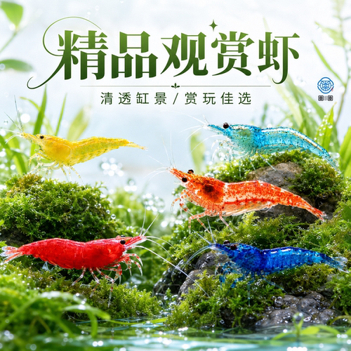 观赏虾黑壳虾清洁除藻工具樱花虾鱼缸造景活体好养小型淡水宠物虾