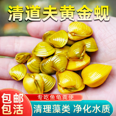 黄金蚬活体清道夫鱼缸净水除藻冷水淡水工具鱼河蚌小型鱼苗观赏鱼