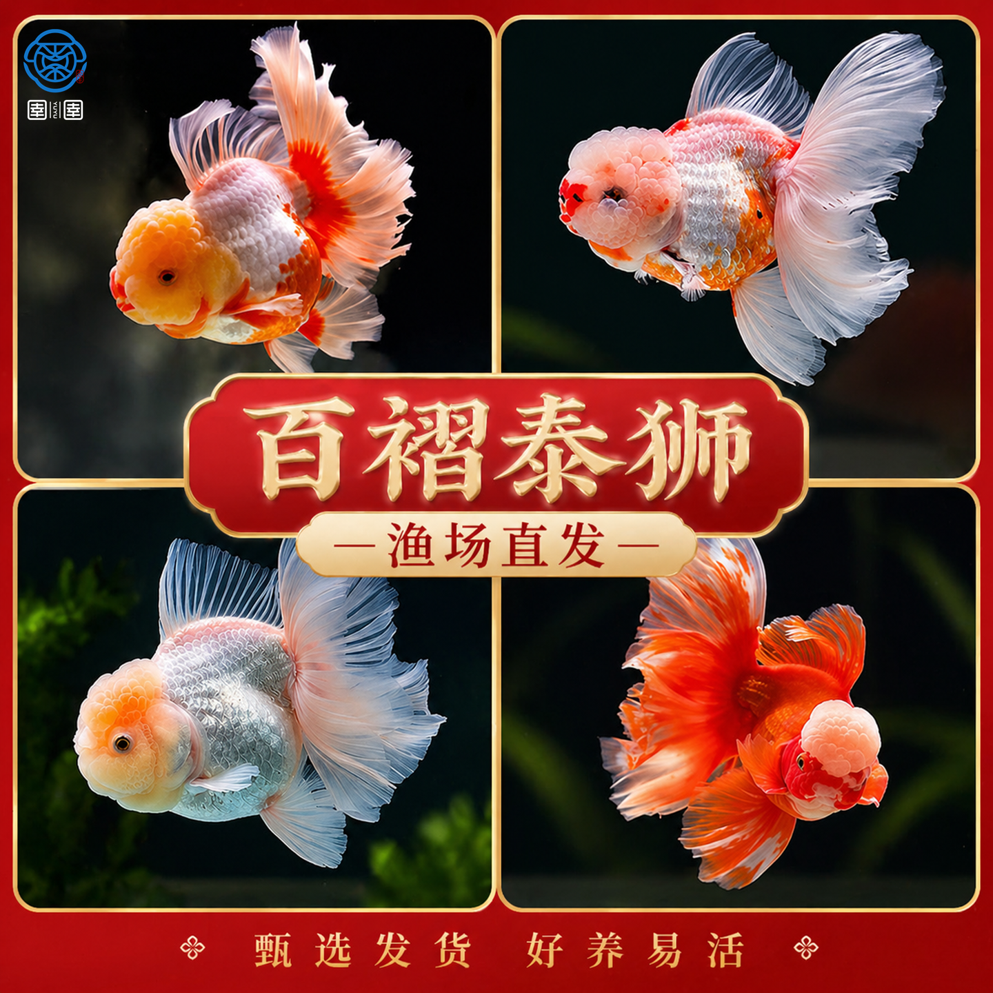 泰狮金鱼活鱼菠萝狮子头金鱼自来水好养耐活鱼冷水观赏鱼百褶泰狮